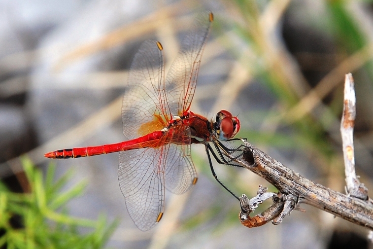 da identificare - Sympetrum sp. ? - Sympetrum fonscolombii